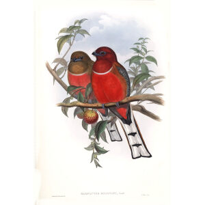 Hodgson's Trogon. John Gould. Birds of Asia Vol 1. Giclee Print