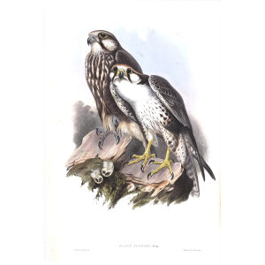 Jugger Falcon. John Gould. Birds of Asia Vol 1. Giclee Print