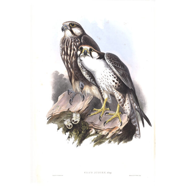 Jugger Falcon. John Gould. Birds of Asia Vol 1. Giclee Print