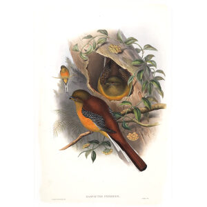 Mountain Trogon. John Gould. Birds of Asia Vol 1. Giclee Print