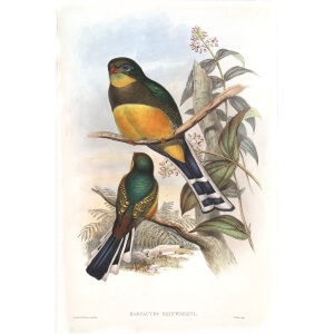 Reinwardt's Trogon. John Gould. Birds of Asia Vol 1. Giclee Print