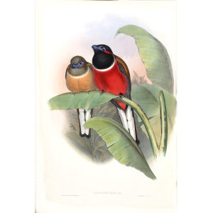 Kasumba Trogon. John Gould. Birds of Asia Vol 1. Giclee Print