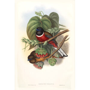 Fasciated Trogon. John Gould. Birds of Asia Vol 1. Giclee Print