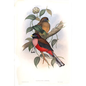 Rosy-breasted Trogon. John Gould. Birds of Asia Vol 1. Giclee Print