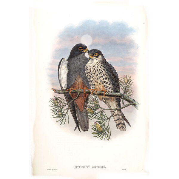 White winged Red footed Kestrel. John Gould. Birds of Asia Vol 1. Giclee Print