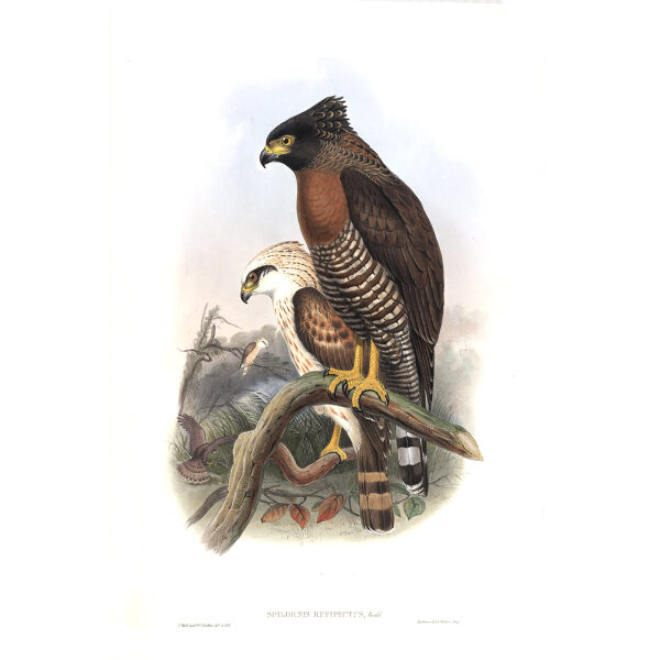Rufous breasted Spilornus. John Gould. Birds of Asia Vol 1. Giclee Print