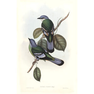 Green Cochoa John Gould. Birds of Asia Volume 2. Giclee Print