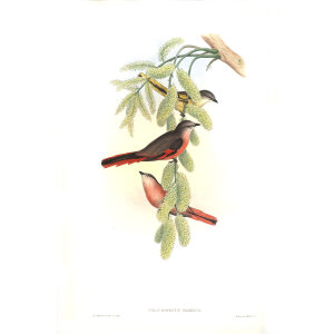 Rosy Pericrocotus John Gould. Birds of Asia Volume 2. Giclee Print