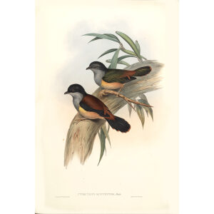 Rufous bellied Pteruthius John Gould. Birds of Asia Volume 2. Giclee Print