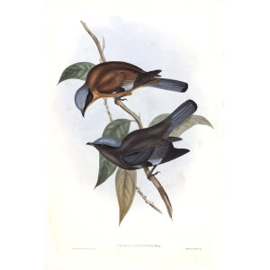 Purple Cochoa John Gould. Birds of Asia Volume 2. Giclee Print