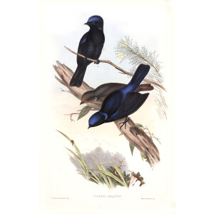 Grand Niltava John Gould. Birds of Asia Volume 2. Giclee Print