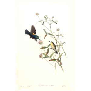 Jerico Sun bird John Gould. Birds of Asia Volume 2. Giclee Print