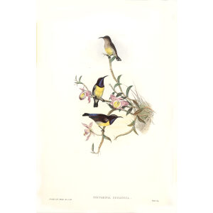 Ceylonese Sun birdcJohn Gould. Birds of Asia Volume 2. Giclee Print