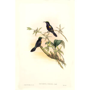 Penang Sun bird John Gould. Birds of Asia Volume 2. Giclee Print