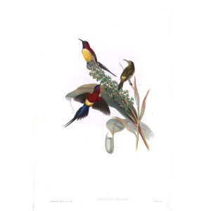Mrs Gould s Sun bird John Gould. Birds of Asia Volume 2. Giclee Print