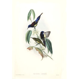 Black breasted Sun bird John Gould. Birds of Asia Volume 2. Giclee Print