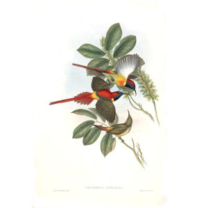 Riery tailed Sun bird John Gould. Birds of Asia Volume 2. Giclee Print
