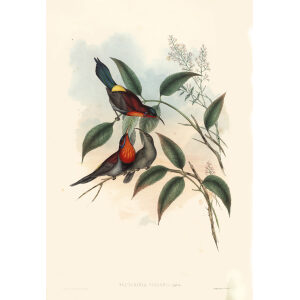 Vigors Sun bird John Gould. Birds of Asia Volume 2. Giclee Print