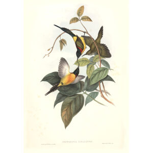 Nepaulese Sun bird John Gould. Birds of Asia Volume 2. Giclee Print