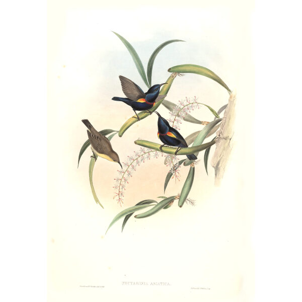 Asiatic Sun bird John Gould. Birds of Asia Volume 2. Giclee Print