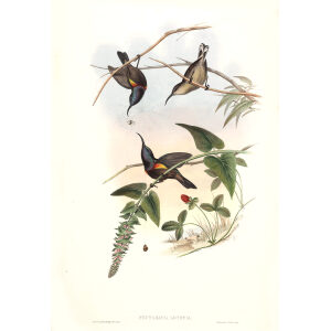 Loten s Sun bird John Gould. Birds of Asia Volume 2. Giclee Print