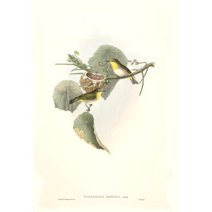 Plain Zosterops John Gould. Birds of Asia Volume 2. Giclee Print