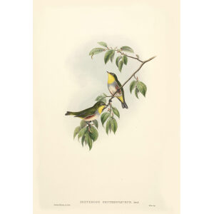 Chesnut sided Zosterops John Gould. Birds of Asia Volume 2. Giclee Print