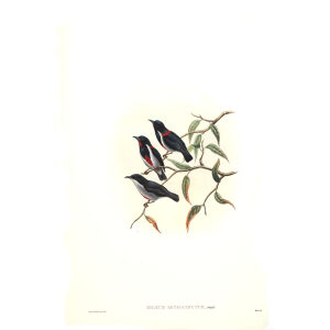 Red collared Dicaeum John Gould. Birds of Asia Volume 2. Giclee Print