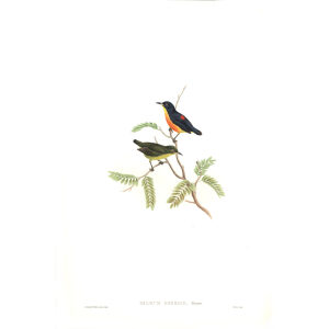 Yellow throated Dicaeum John Gould. Birds of Asia Volume 2. Giclee Print