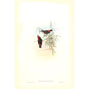 Red backed Dicaeum John Gould. Birds of Asia Volume 2. Giclee Print