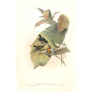Fire breasted Myzanthe John Gould. Birds of Asia Volume 2. Giclee Print