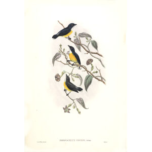 Legge s Flower pecker John Gould. Birds of Asia Volume 2. Giclee Print