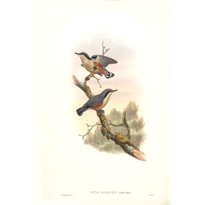 Nágá Nuthatch John Gould. Birds of Asia Volume 2. Giclee Print
