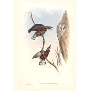 Cinnamon bellied Nuthatch John Gould. Birds of Asia Volume 2. Giclee Print