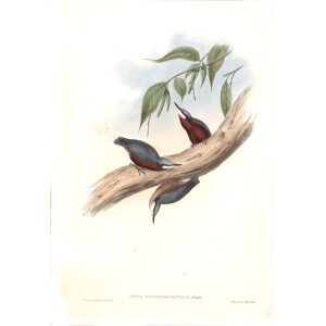 Chestnut bellied Nuthatch John Gould. Birds of Asia Volume 2. Giclee Print