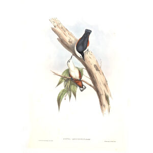 White faced Nuthatch John Gould. Birds of Asia Volume 2. Giclee Print