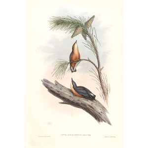 Himalayan Nuthatch John Gould. Birds of Asia Volume 2. Giclee Print