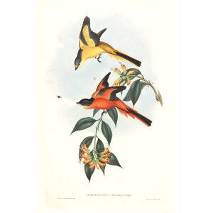 Yellow throated Pericrocotus John Gould. Birds of Asia Volume 2. Giclee Print