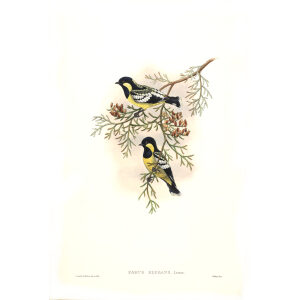Elegant Tit John Gould. Birds of Asia Volume 2. Giclee Print