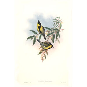 Yellow cheeked Tit John Gould. Birds of Asia Volume 2. Giclee Print