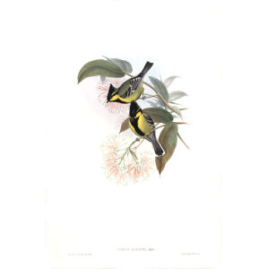 Jerdon's Tit John Gould. Birds of Asia Volume 2. Giclee Print