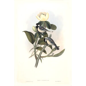 Ash coloured Tit John Gould. Birds of Asia Volume 2. Giclee Print