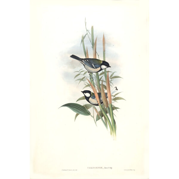 Chines Tit John Gould. Birds of Asia Volume 2. Giclee Print