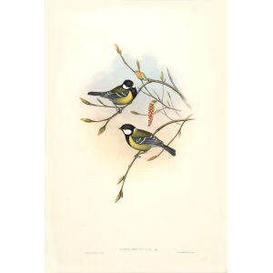 Mountain Tit John Gould. Birds of Asia Volume 2. Giclee Print