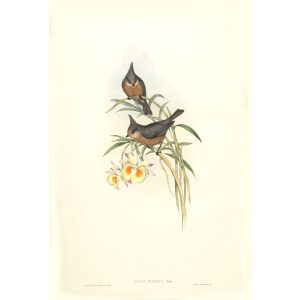 Grey Tit John Gould. Birds of Asia Volume 2. Giclee Print