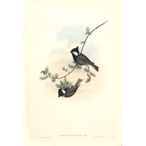 Rufous naped Tit John Gould. Birds of Asia Volume 2. Giclee Print