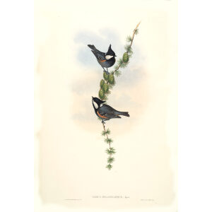 Black crested Tit John Gould. Birds of Asia Volume 2. Giclee Print
