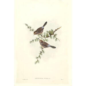 Yarkand Tit John Gould. Birds of Asia Volume 2. Giclee Print