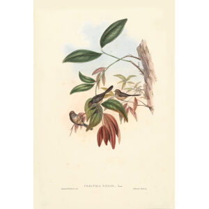 Exile Tit John Gould. Birds of Asia Volume 2. Giclee Print