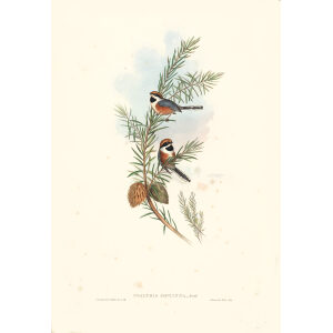 JElegant Tit ohn Gould. Birds of Asia Volume 2. Giclee Print